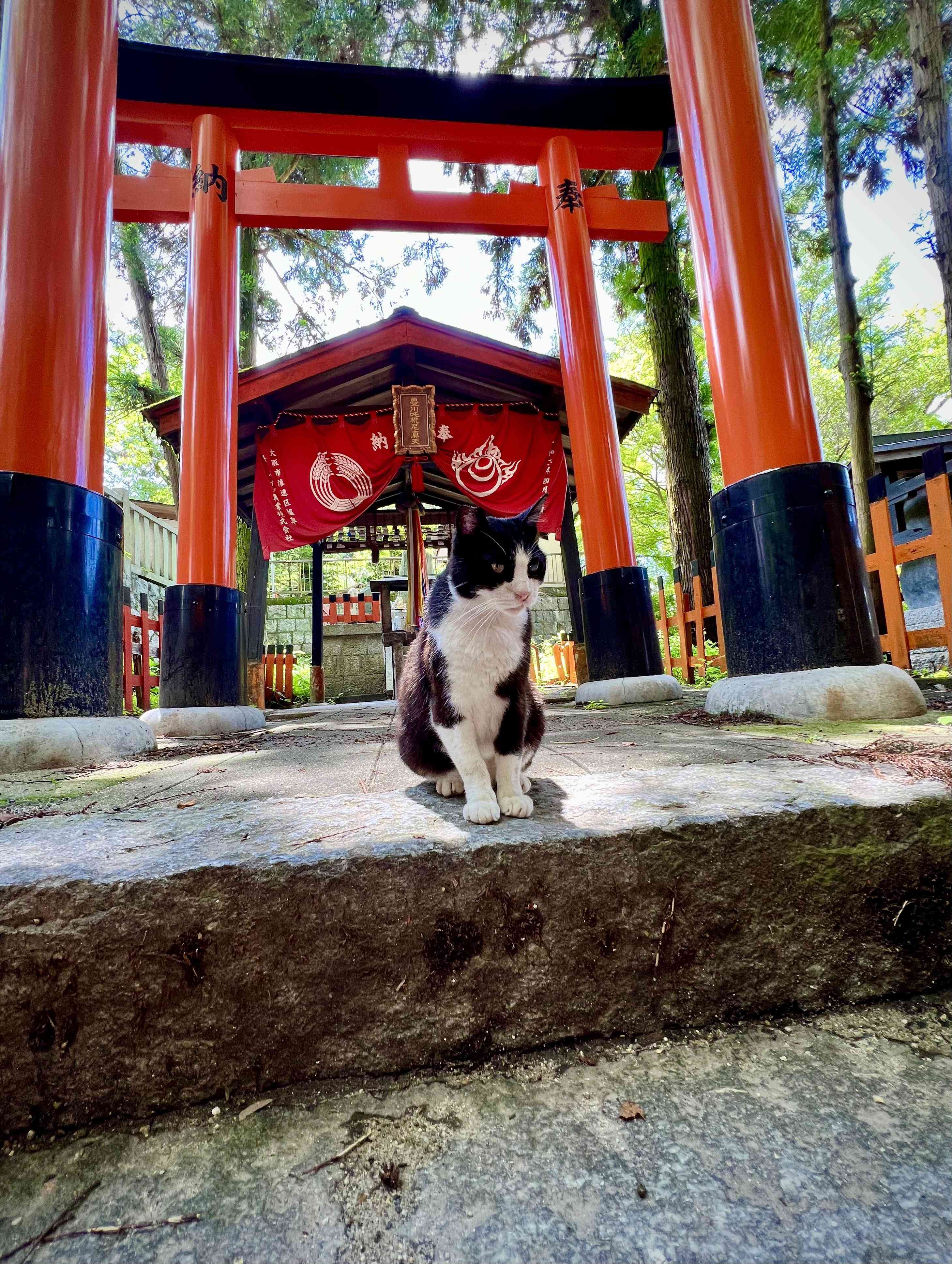 ⛩️ 관이나리 신사(칸무리이나리진자) 이미지 5